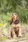sitting English Cocker Spaniel puppy