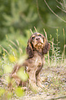 sitting English Cocker Spaniel puppy