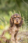 sitting English Cocker Spaniel puppy