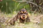 lying English Cocker Spaniel puppy
