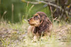 lying English Cocker Spaniel puppy