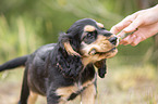 standing English Cocker Spaniel puppy