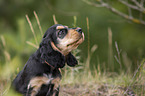sitting English Cocker Spaniel puppy