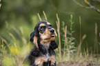 English Cocker Spaniel puppy portrait