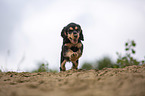 running English Cocker Spaniel puppy