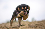 running English Cocker Spaniel puppy