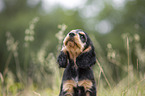 English Cocker Spaniel puppy portrait
