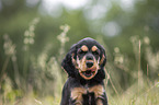 English Cocker Spaniel puppy portrait