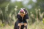 sitting English Cocker Spaniel puppy portrait