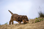running English Cocker Spaniel puppy