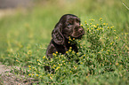 English Cocker Spaniel puppy between flowers