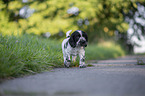walking English Cocker Spaniel puppy