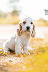 sitting English Cocker Spaniel puppy