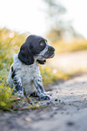 sitting English Cocker Spaniel puppy