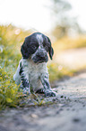 sitting English Cocker Spaniel puppy
