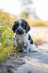sitting English Cocker Spaniel puppy
