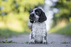 sitting English Cocker Spaniel puppy