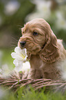 English Cocker Spaniel puppy in a basket