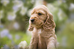 English Cocker Spaniel puppy portrait