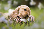 English Cocker Spaniel puppy in a basket