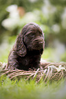 English Cocker Spaniel puppy in a basket