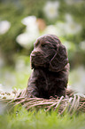 English Cocker Spaniel puppy in a basket