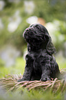 English Cocker Spaniel puppy in a basket