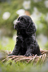 English Cocker Spaniel puppy in a basket