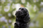 English Cocker Spaniel puppy portrait