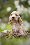 English Cocker Spaniel puppy in a basket