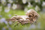 English Cocker Spaniel puppy in a basket