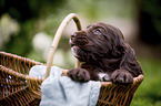 English Cocker Spaniel puppy in a basket