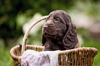 English Cocker Spaniel puppy in a basket