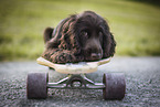 English Cocker Spaniel Puppy