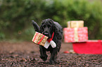 English Cocker Spaniel