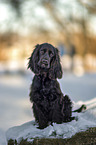 English Cocker Spaniel Puppy in the winter