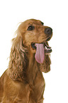 English Cocker Spaniel in front of white background