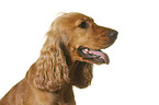 English Cocker Spaniel in front of white background