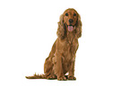 English Cocker Spaniel in front of white background