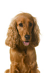 English Cocker Spaniel in front of white background