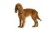 English Cocker Spaniel in front of white background