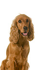 English Cocker Spaniel in front of white background