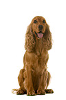 English Cocker Spaniel in front of white background