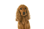 English Cocker Spaniel in front of white background