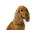 English Cocker Spaniel in front of white background