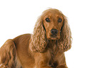 English Cocker Spaniel in front of white background