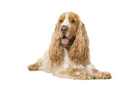 English Cocker Spaniel in front of white background