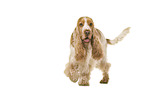 English Cocker Spaniel in front of white background