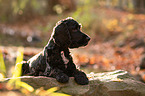 dark English Cocker Spaniel