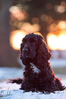 dark English Cocker Spaniel
